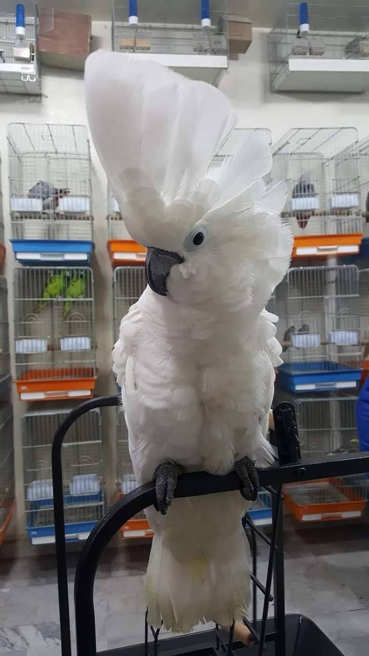 cost of umbrella cockatoo