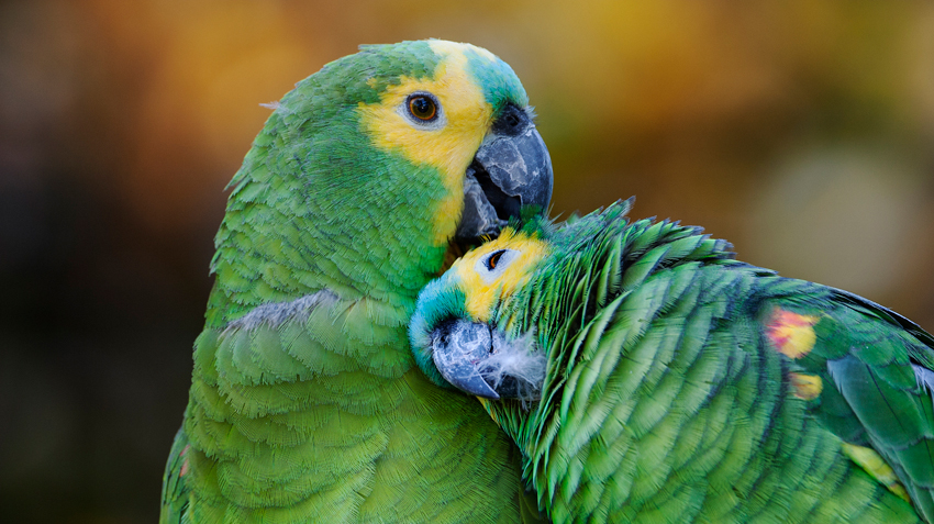 Amazon Parrots