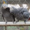 congo african grey