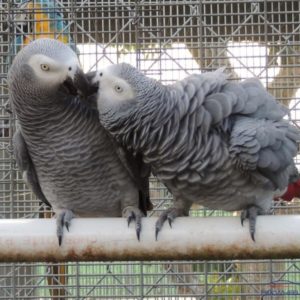 congo african grey