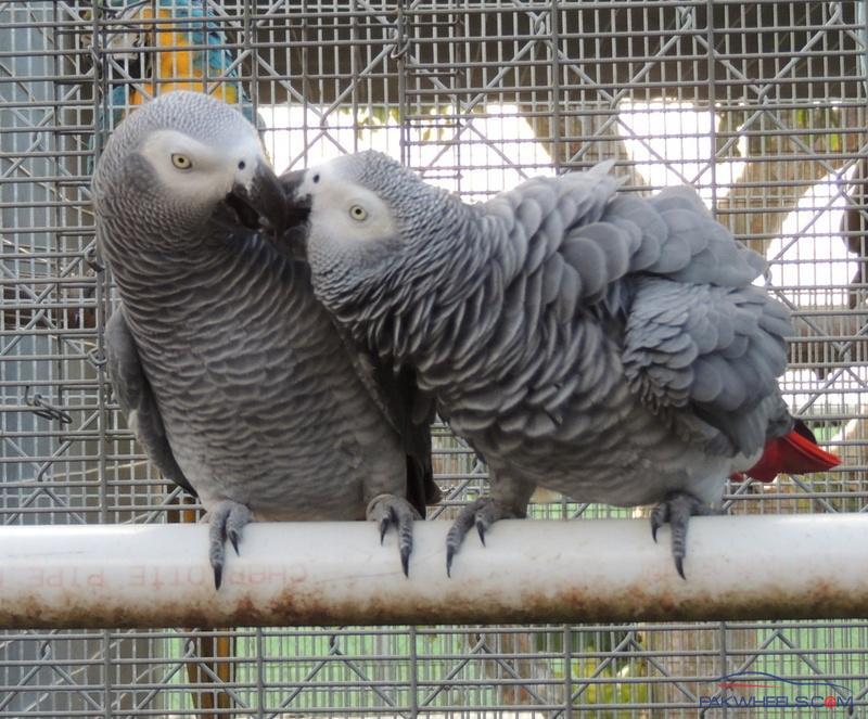 congo african grey