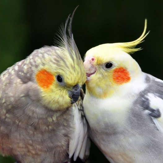 Cockatiels Parrots