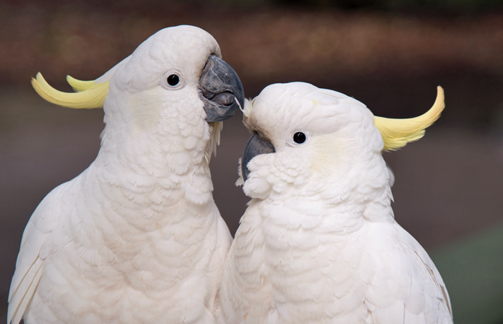 Cockatoo Parrots