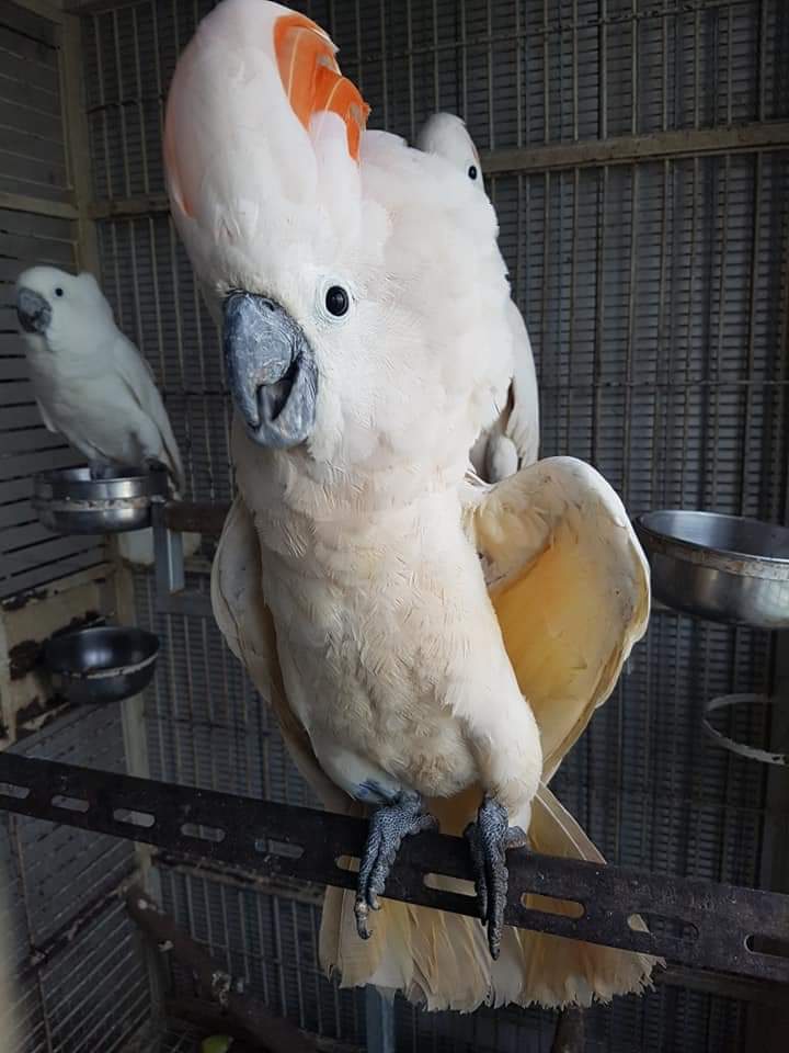 moluccan cockatoo lifespan