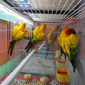 Sun Conure