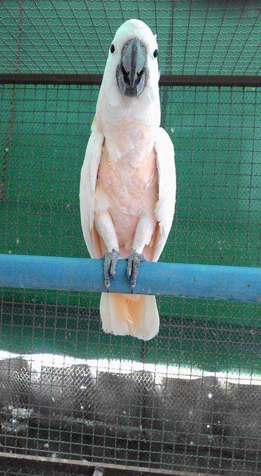 moluccan cockatoo for adoption near me moluccan cockatoo for adoption near me