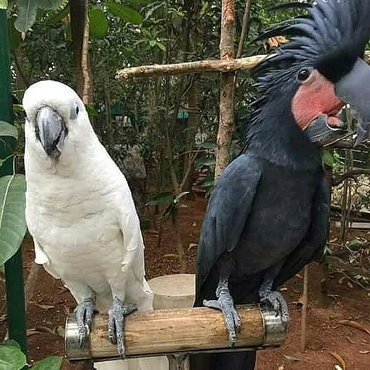 black palm cockatoo for sale near me