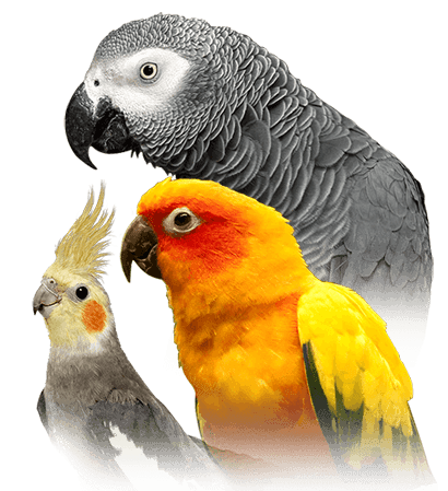 Macaws