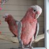 Rose Breasted Cockatoos