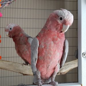 Rose Breasted Cockatoos