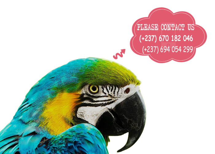 parrots for sale