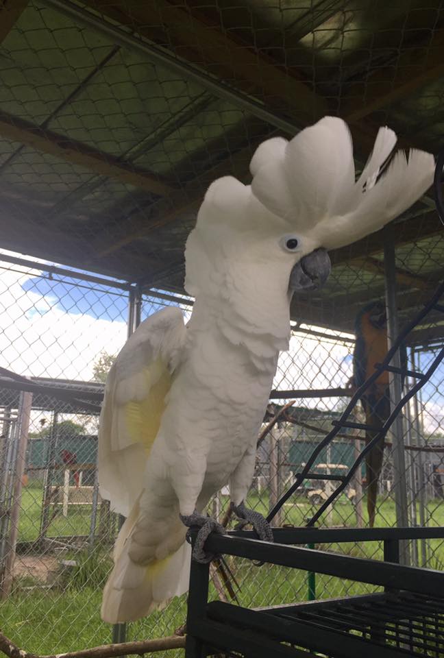 angry umbrella cockatoo