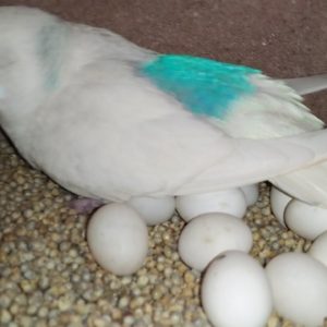 Parrot Eggs