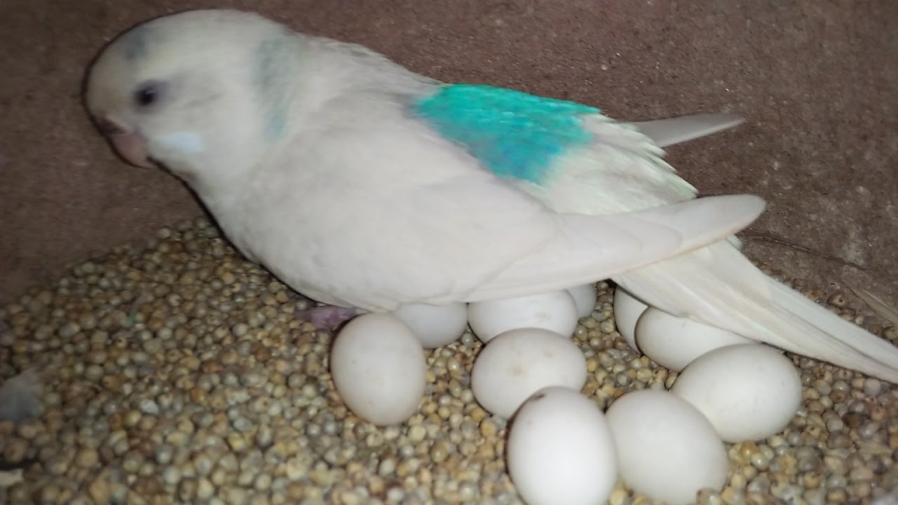 parrot eggs