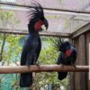 Black Palm Cockatoo for sale