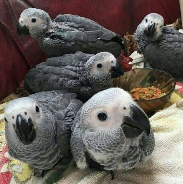 African Grey Babies for sale